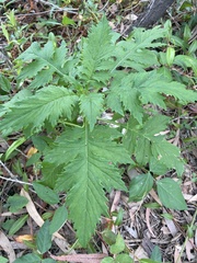 Crassocephalum crepidioides