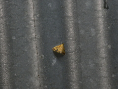 Portentomorpha xanthialis