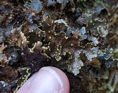 Pseudocyphellaria holarctica
