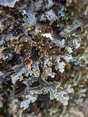 Pseudocyphellaria holarctica