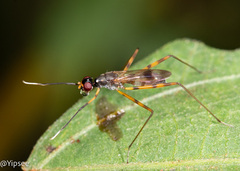 Rainieria antennaepes