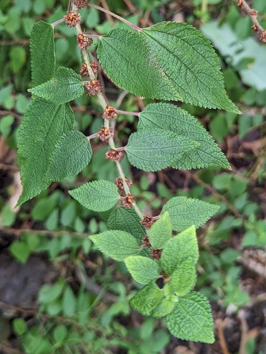 Phenax hirtus