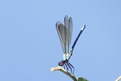 Diphlebia euphoeoides