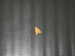 Lophocampa walkeri