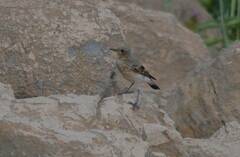 Oenanthe hispanica