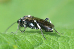 Macrophya albicincta