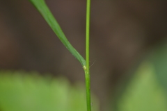 Bromus nottowayanus