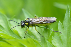 Rhogogaster picta