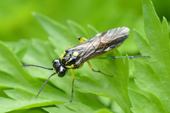 Rhogogaster picta