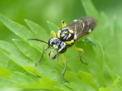Rhogogaster picta