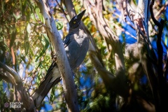 Strepera versicolor versicolor