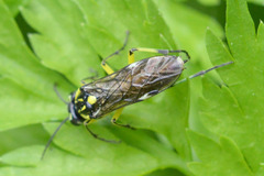Rhogogaster picta