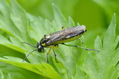 Rhogogaster picta