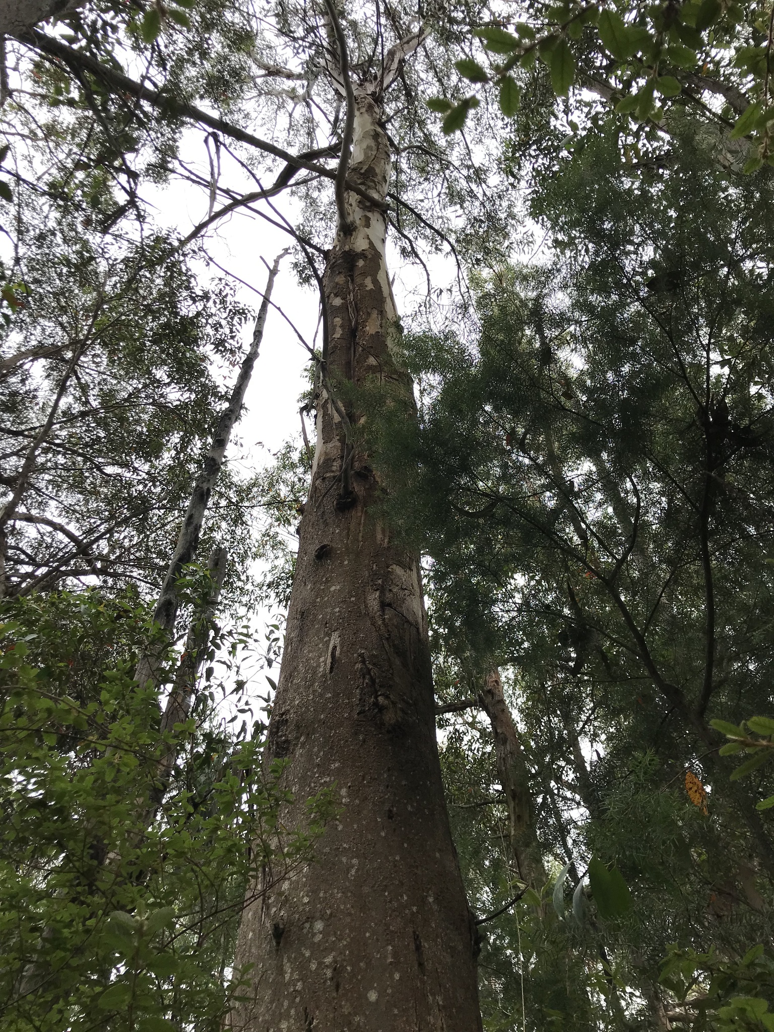 Eucalyptus globulus Labill.