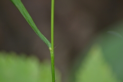 Bromus nottowayanus