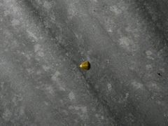 Marimatha botyoides