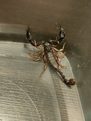 Euscorpius italicus