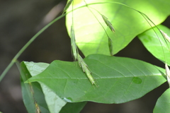 Bromus nottowayanus