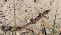 Lacerta agilis exigua