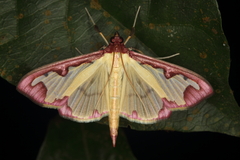 Cadarena pudoraria
