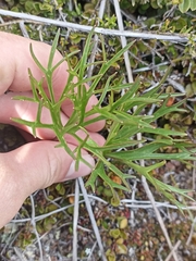 Ranunculus verticillatus