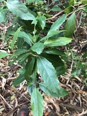 Hedycarya angustifolia