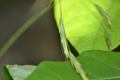Bromus nottowayanus