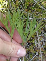 Ranunculus verticillatus