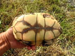 Chelodina