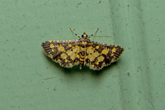 Eurrhyparodes tricoloralis