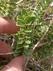 Veronica macrantha brachyphylla