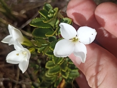 Veronica macrantha brachyphylla