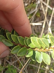 Veronica macrantha brachyphylla