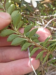 Veronica macrantha brachyphylla