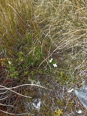 Veronica macrantha brachyphylla