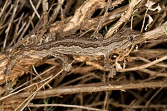 Strophurus intermedius