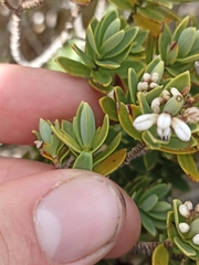 Veronica topiaria