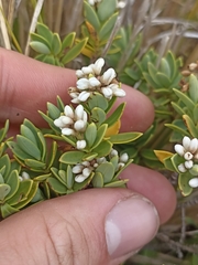 Veronica topiaria