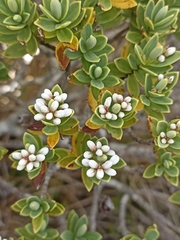 Veronica topiaria