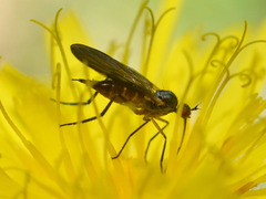 Empidinae