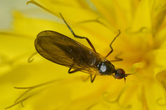 Empidinae