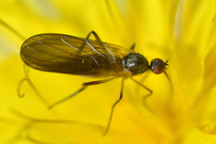 Empidinae