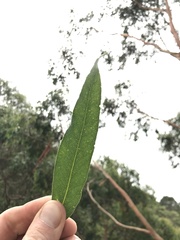 Eucalyptus strzeleckii