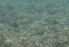 Acanthurus olivaceus