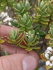 Veronica topiaria
