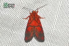 Fossia sirikitae