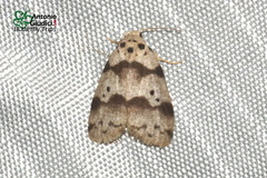 Eugoa malayicola