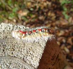 Trichiocercus sparshalli