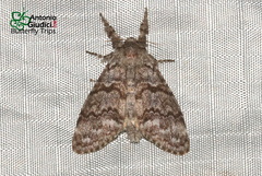 Calliteara axutha