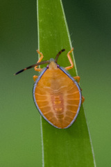 Tessaratomidae